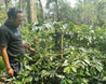 CV Alfa Jaya Indonesia Java Arabica Green Coffee Beans (1kg)