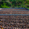 Costa Rica Hermosa Honey Process Green Coffee Beans (1kg)