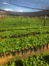 Brazil Fazenda Inhame Controlled Fermentation Arabica Green Coffee Beans (1kg)