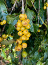Brazillian Yellow Bourbon Pulped Natural Arabica Fazenda do Lobo Green Coffee Beans (1kg)