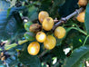 Brazillian Ipanema Yellow Icatu Arabica Green Coffee Beans (1kg)