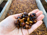 El Salvador Finca El Zapote Natural Arabica Green Coffee Beans (1kg)