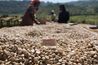 Burundi Fully Washed Arabica Green Coffee Beans (1kg)