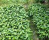 Vietnam Arabica Green Coffee Beans (1kg)