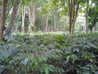 CV Alfa Jaya Indonesia Java Arabica Green Coffee Beans (1kg)
