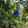 Bolivia San Juan Forest Fruit Blend Washed Arabica Green Coffee Beans (1kg)