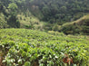 Costa Rica Hermosa Honey Process Green Coffee Beans (1kg)