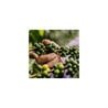 Colombian Decaffeinated El Buhu Sugarcane Decaff Green Coffee Beans (1kg)