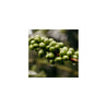 Colombian Decaffeinated El Buhu Sugarcane Decaff Green Coffee Beans (1kg)