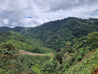 Peru Efrain Salvador Washed Arabica Green Coffee Beans (1kg)