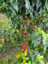 Peru Efrain Salvador Washed Arabica Green Coffee Beans (1kg)