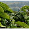 Mexico Seleccion Puebla Washed Arabica Green Coffee Beans (1kg)