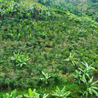Rwanda Anaerobic Micro Lot Arabica Green Coffee Beans (1kg)