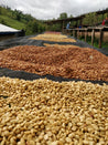 Rwanda Anaerobic Micro Lot Arabica Green Coffee Beans (1kg)