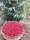 Ethiopian Yirgacheffe Aricha Natural Arabica Green Coffee Beans (1kg)
