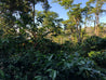 El Salvador Finca El Zapote Natural Arabica Green Coffee Beans (1kg)