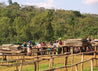 Ethiopian Yirgacheffe  Natural Aricha Arabica Roasted Coffee