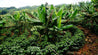 Costa Rica San Francisco Washed Green Coffee Beans (1kg)