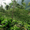 Peru Efrain Salvador Washed Arabica Green Coffee Beans (1kg)