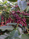 Nicaragua Natural Arabica Green Coffee Beans (1kg)