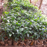 India Gems of Araku Lot Arabica Green Coffee Beans (1kg)