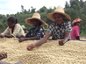 Ethiopian Yirgacheffe Natural Process Arabica Green Coffee Beans (1kg)
