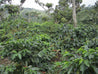 Nicaragua Natural Arabica Green Coffee Beans (1kg)