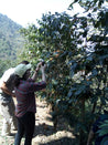 Mexico Seleccion Puebla Washed Arabica Green Coffee Beans (1kg)