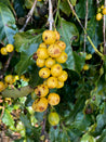 Brazillian Yellow Bourbon Natural Arabica Green Coffee Beans (1kg)