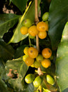Brazillian Yellow Bourbon Natural Arabica Green Coffee Beans (1kg)