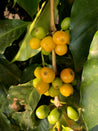 Brazillian Yellow Bourbon Pulped Natural Arabica Fazenda do Lobo Green Coffee Beans (1kg)