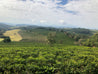 Brazil Santos NY 2 3 17 18 Arabica Green Coffee Beans (1kg)