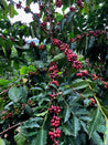 Brazil Santos NY 2 3 17 18 Arabica Green Coffee Beans (1kg)