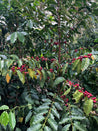 Honduras Ramos Arabica Green Coffee Beans (1kg)