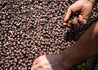 Peru El Eden Semi Anaerobic Arabica Green Coffee Beans (1kg)