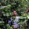 Peru El Eden Semi Anaerobic Arabica Green Coffee Beans (1kg)