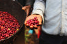 Ethiopia Limu Washed Arabica Green Coffee Beans (1kg)