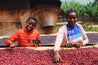 Ethiopian Yirgacheffe  Natural Aricha Arabica Roasted Coffee
