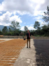 Mexico El Jaguar Washed Arabica Green Coffee Beans (1kg)