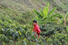 Peru Efrain Salvador Washed Arabica Green Coffee Beans (1kg)