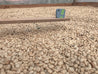 Peru El Eden Semi Anaerobic Arabica Green Coffee Beans (1kg)