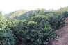 Bolivia San Juan Forest Fruit Blend Washed Arabica Green Coffee Beans (1kg)