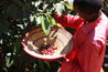 Ethiopian Yirgacheffe Natural Process Arabica Green Coffee Beans (1kg)