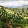 Colombian Granja La Esperanza Misty Valley Arabica Green Coffee Beans (1kg)