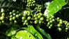 Peru green coffee