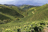 Peru green coffee plantation