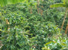 Green Coffee Beans