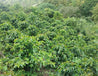 Green Coffee Beans