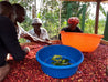Uganda Coffee Gardens Washed Arabica Green Coffee Beans (1kg)