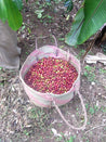 Ethiopian Yirgacheffe Natural Process Arabica Green Coffee Beans (1kg)